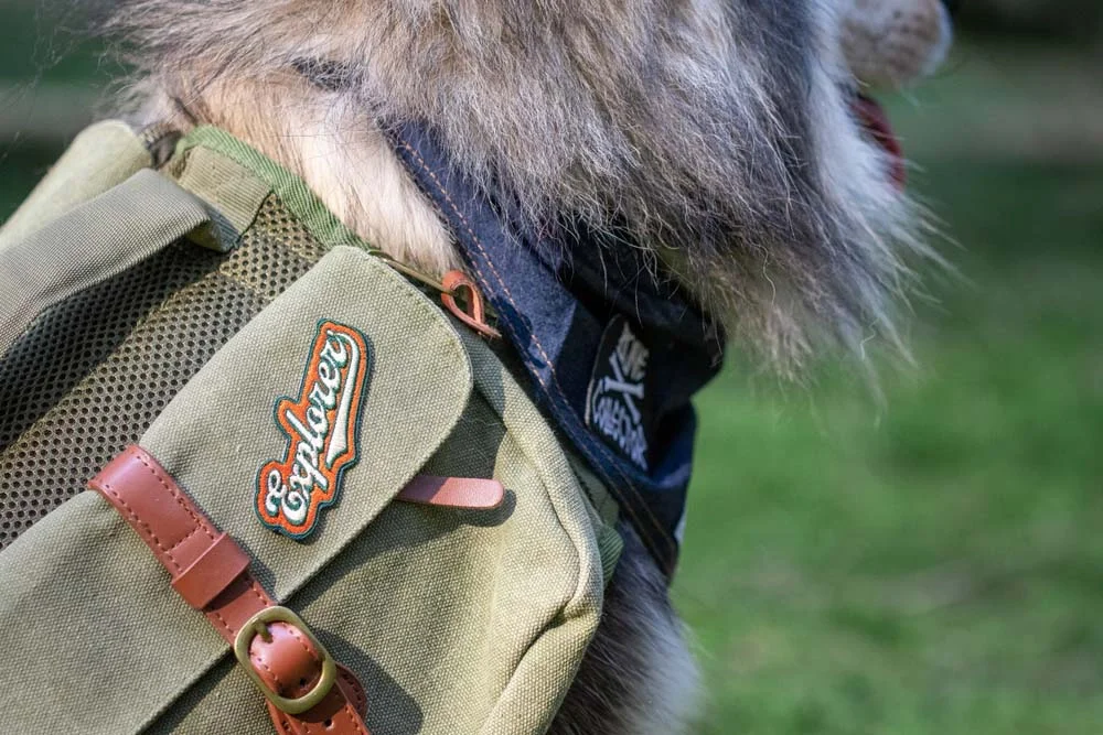 Se liga nos detalhes dessa mochila de cachorro!