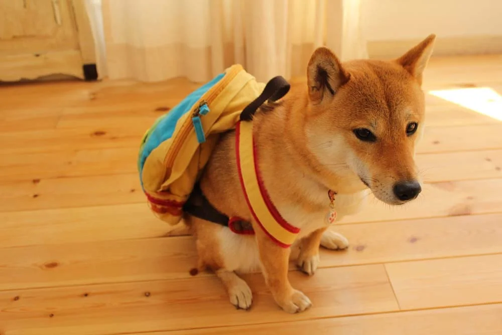 A mochila de cachorro é perfeita para carregar pacotinhos de ração, além do coletor de fezes