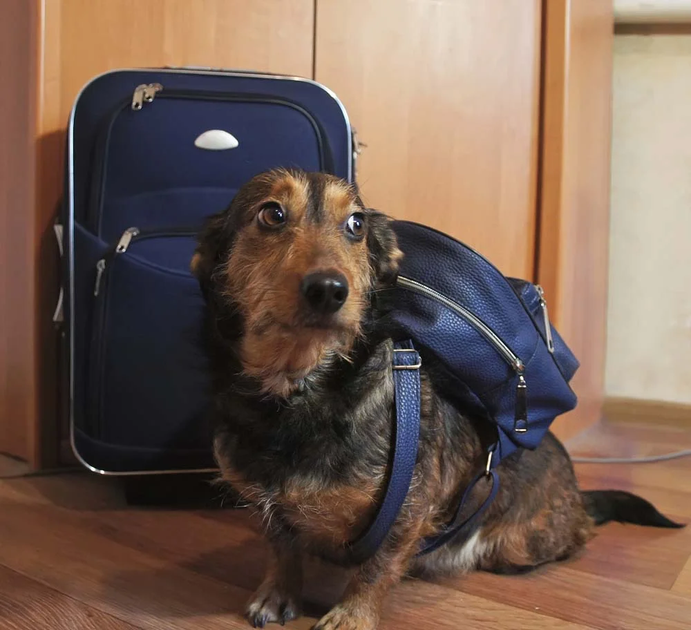 Deixar o cachorro em um hotel pet é uma ótima solução durante viagens