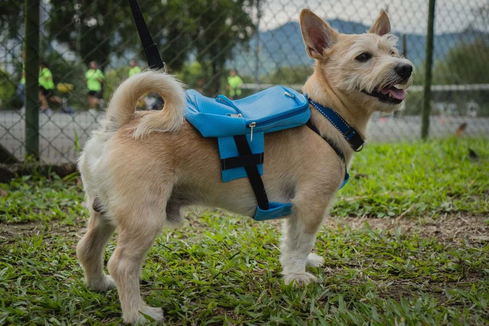 Tem mochila de cachorro para todos os tamanhos!