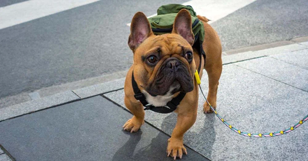 Cachorro de mochilinha super ajuda na hora de passear ou visitar o vet!