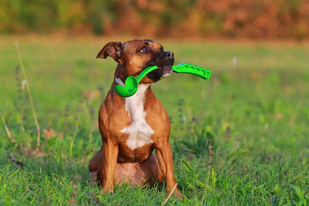 Lançador de bolas para cães é uma alternativa para deixar a brincadeira mais divertida ainda!