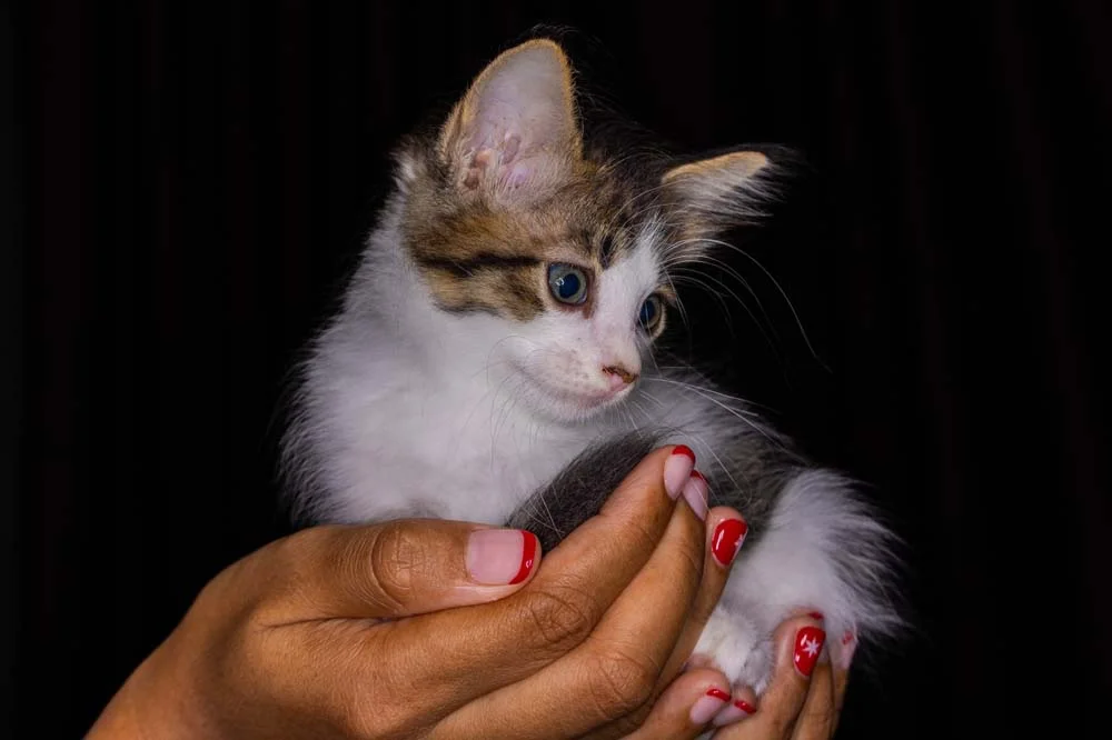 Filhotes de gatos: diversas ongs, como o Adota Patas, têm animais para adoção