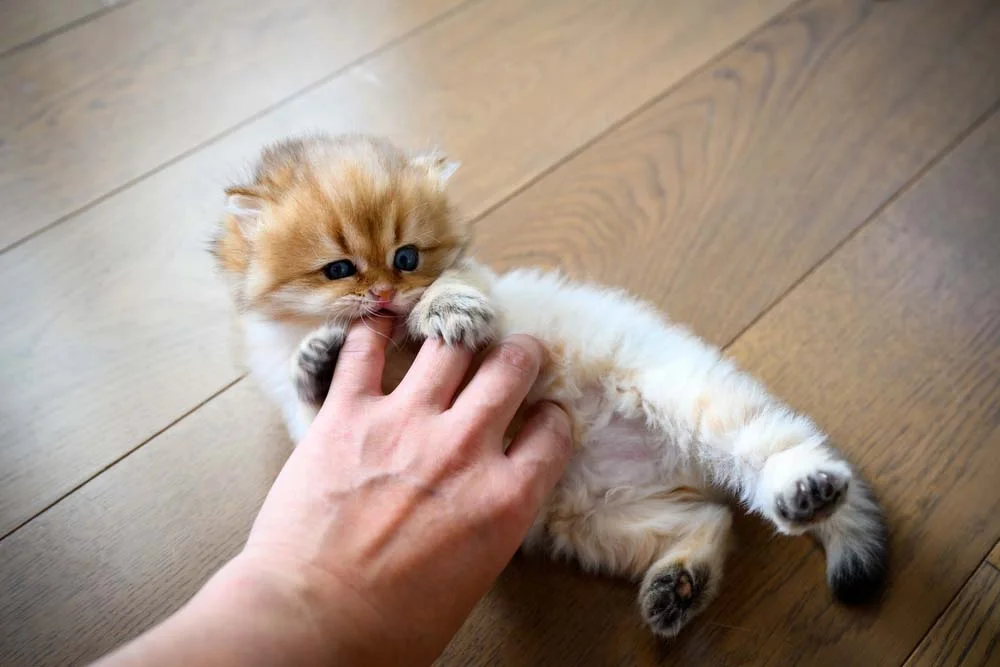 O filhote de gato costuma brincar com tudo - até com a mão do tutor!