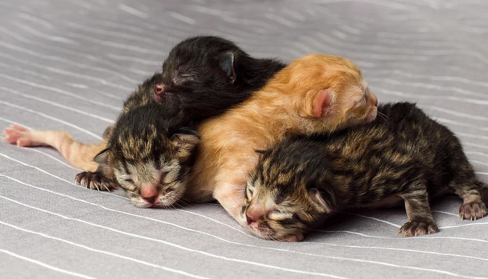Filhotes de gato são muito apegados no início da vida