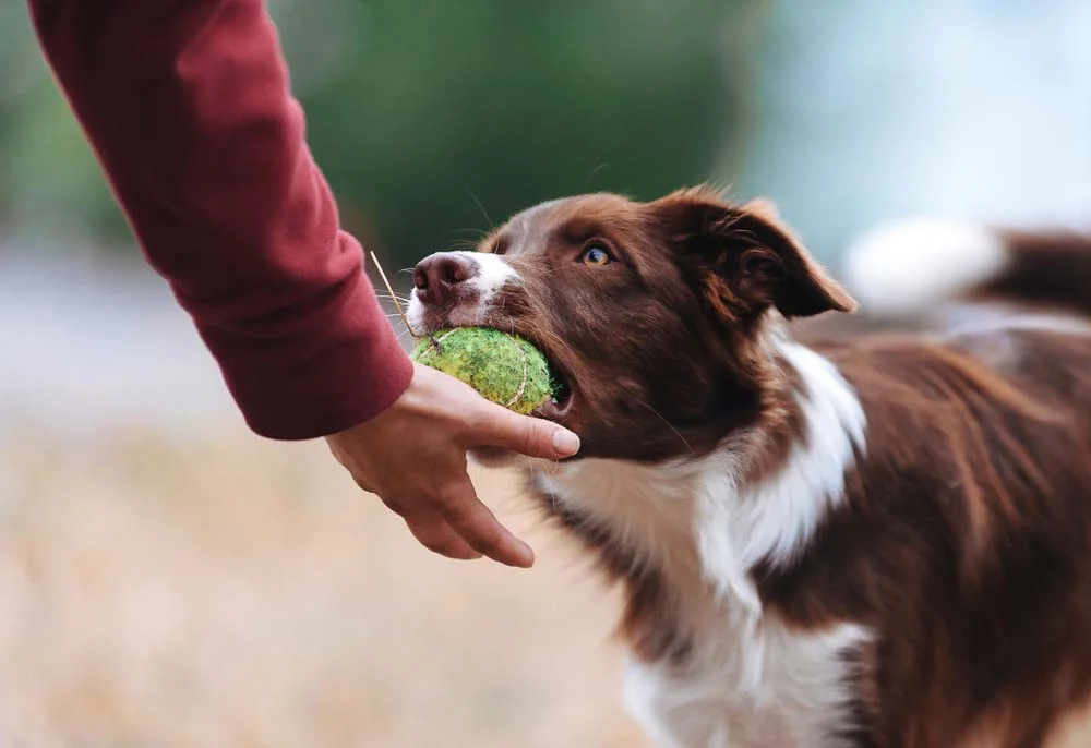 A bola de tênis é um dos melhores brinquedos para cachorros