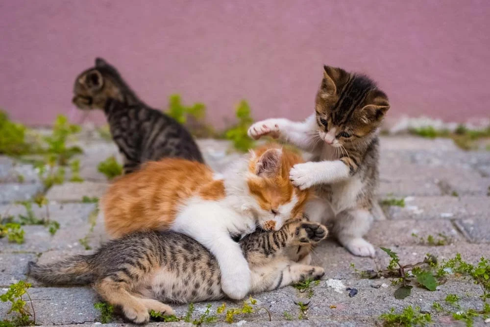 A brincadeira entre os filhotes de gato é o momento preferido deles