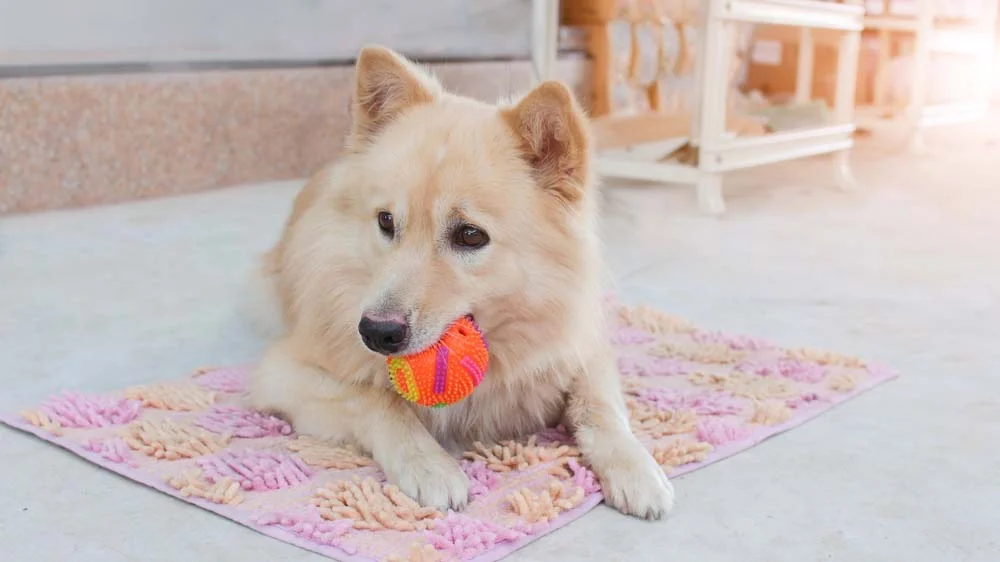 Bola para cachorro também pode ser recheada de ração para estimular o animal a caçar!