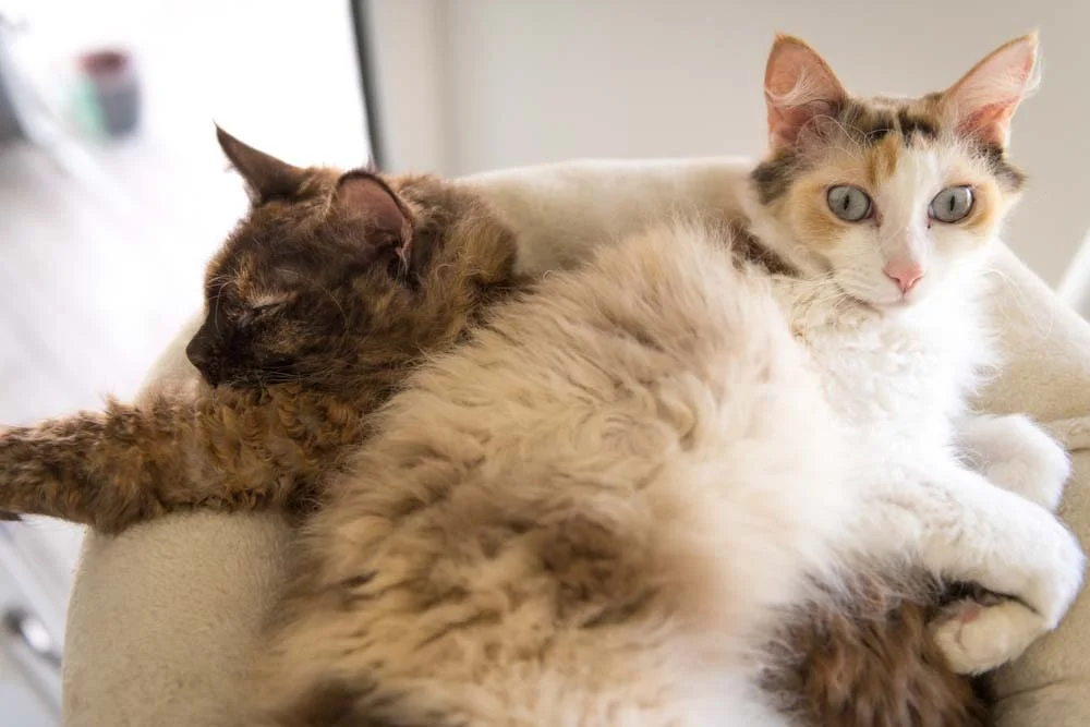 O LaPerm é uma raça de gato de pelo cacheado com diversos padrões de cores possíveis