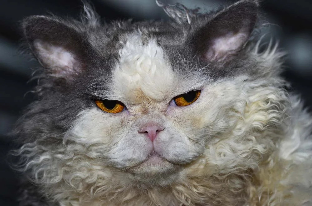 Por esse motivo, esse gato de pelo cacheado tem os mesmos olhos redondos do Persa