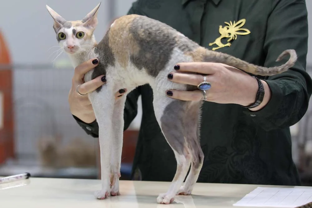 Esse gato de pelo cacheado tem as pernas longas e finas