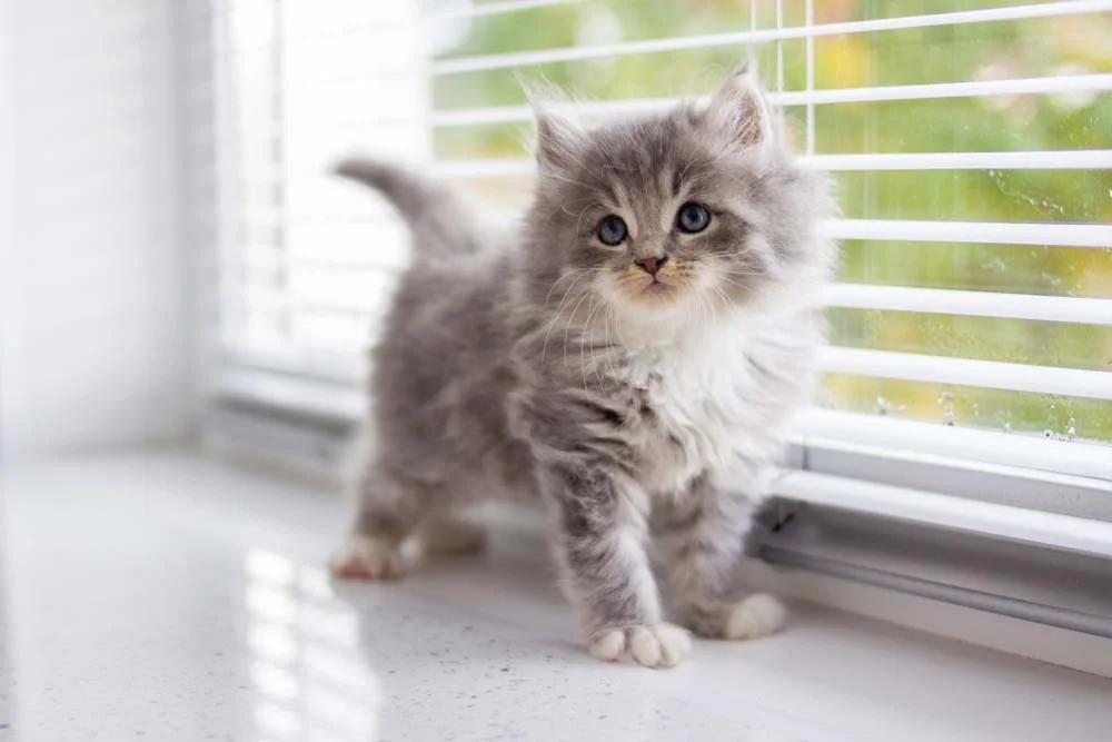Gato Persa filhote perto de janela