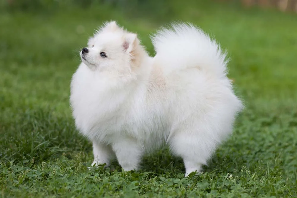 O Lulu da Pomerânia branco parece uma nuvem no formato de cachorro