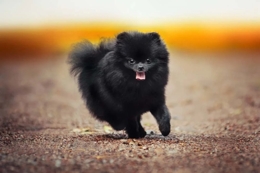 O Lulu da Pomerânia (ou Spitz Alemão) preto é um charme de cachorro