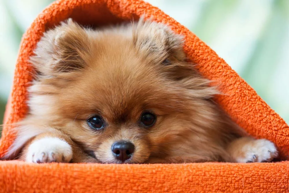 O Lulu da Pomerânia é um cachorro pequeno peludo muito fofo