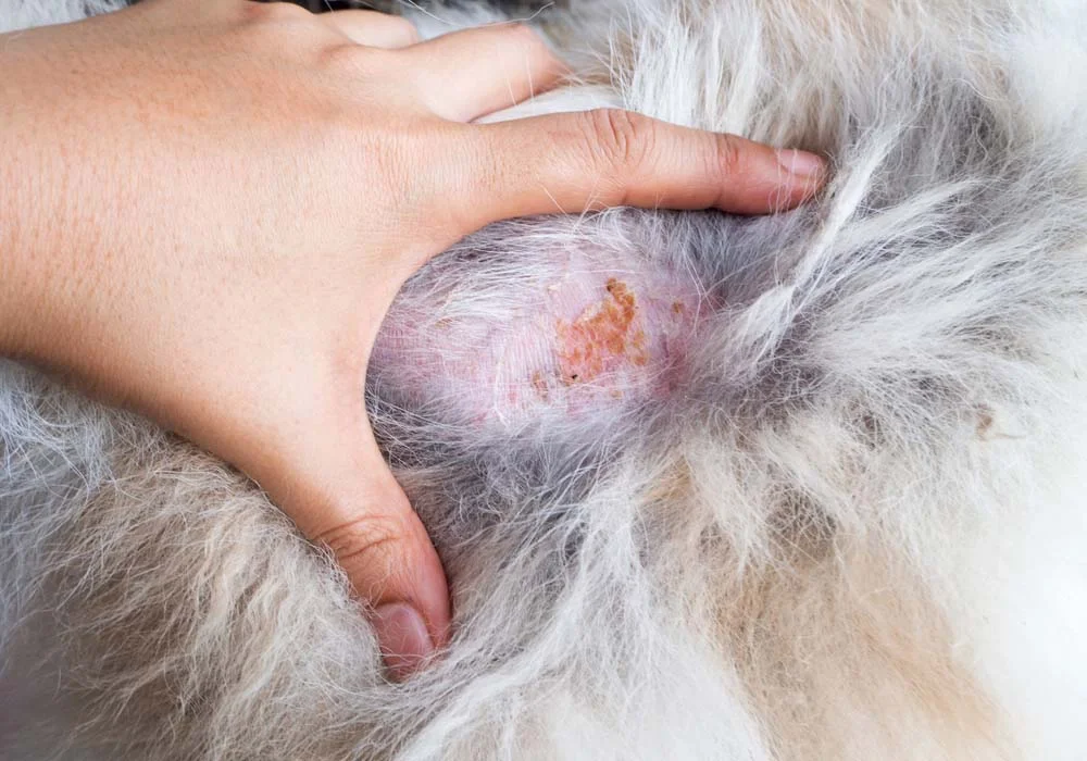 O fungo em cachorro causa feridas na pele que começam como essa