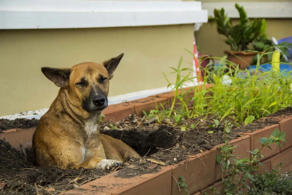 O cachorro cavando nos períodos mais quentes pode ser uma forma de se refrescar