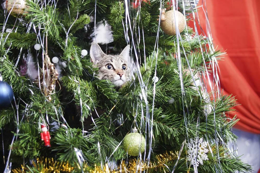 Gatos e árvores de natal: separamos dicas de como ter uma árvore à prova de felinos