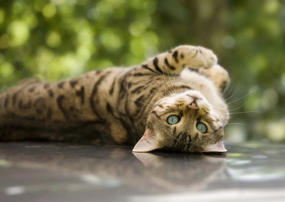 Gato da raça Bengal tem olhos em tons de verde, azul ou amarelo.