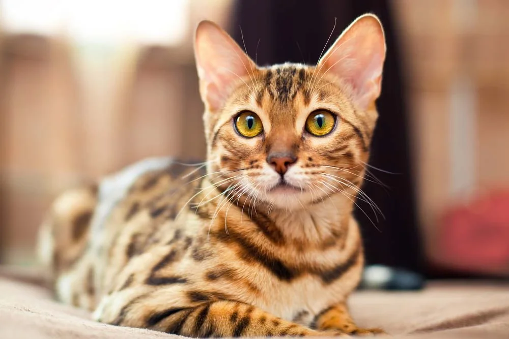 Gato Bengal: fotos mostram como ele parece um pequeno leopardo