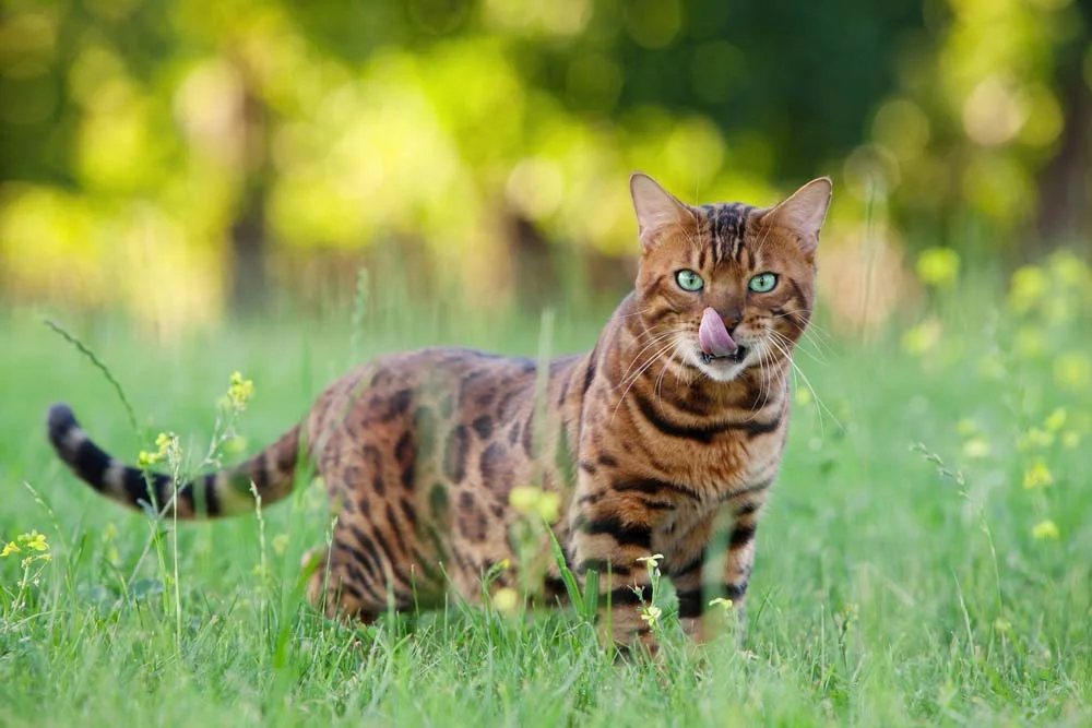 No gato Bengal o comportamento mais selvagem ou doméstico tem a ver com o cruzamento