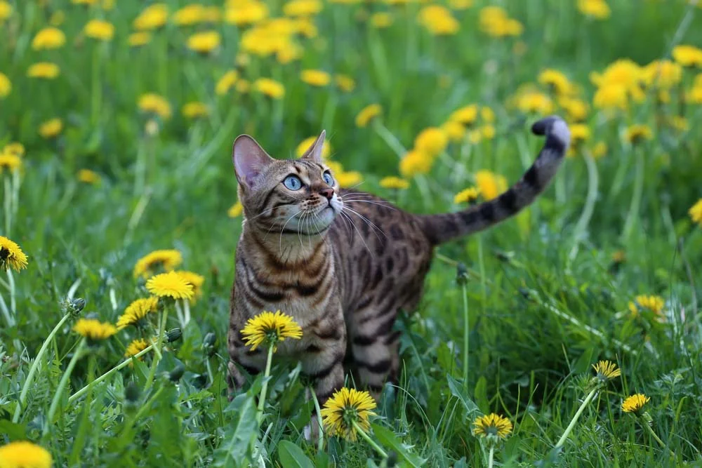 Raça de gato Bengal precisa de espaço onde possa expressar seus comportamentos naturais