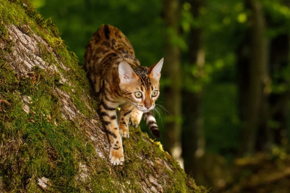 Gato-de-Bengala é um caçador nato e faz questão de alcançar suas presas
