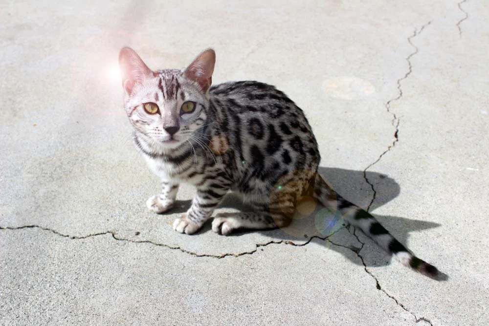 Bengal: gato com tons de cinza também é comum