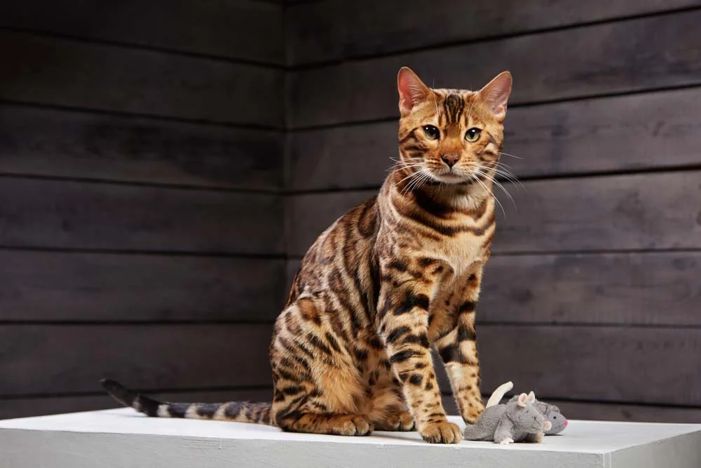 Raça de gato Bengal: preço não é nada comparado a alegria de ter esse felino por perto