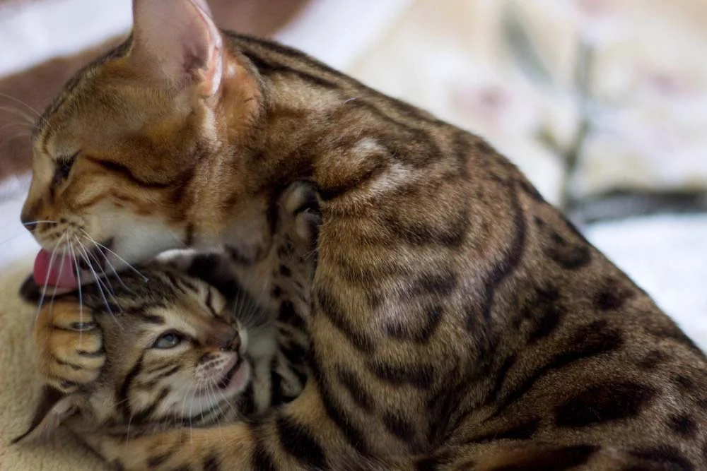 Gato de Bengala são carinhosos com outros animais quando socializados corretamente