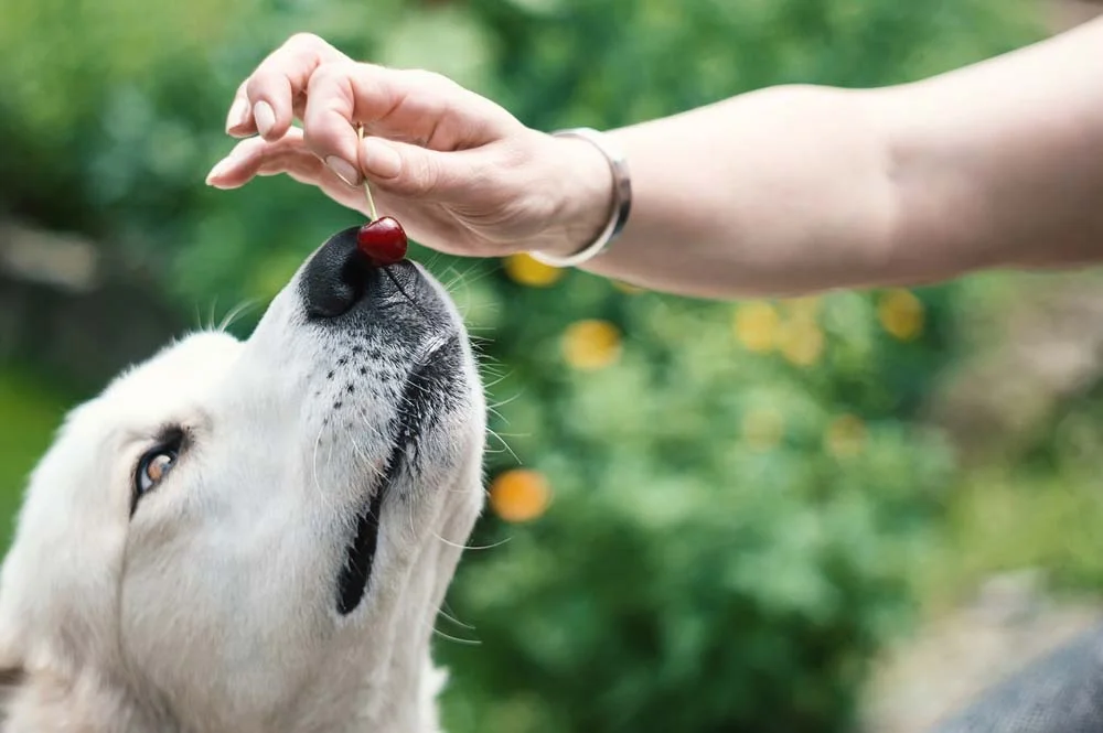 Frutas liberadas para cachorro: ofereça apenas a polpa da cereja, nada de cascas ou sementes
