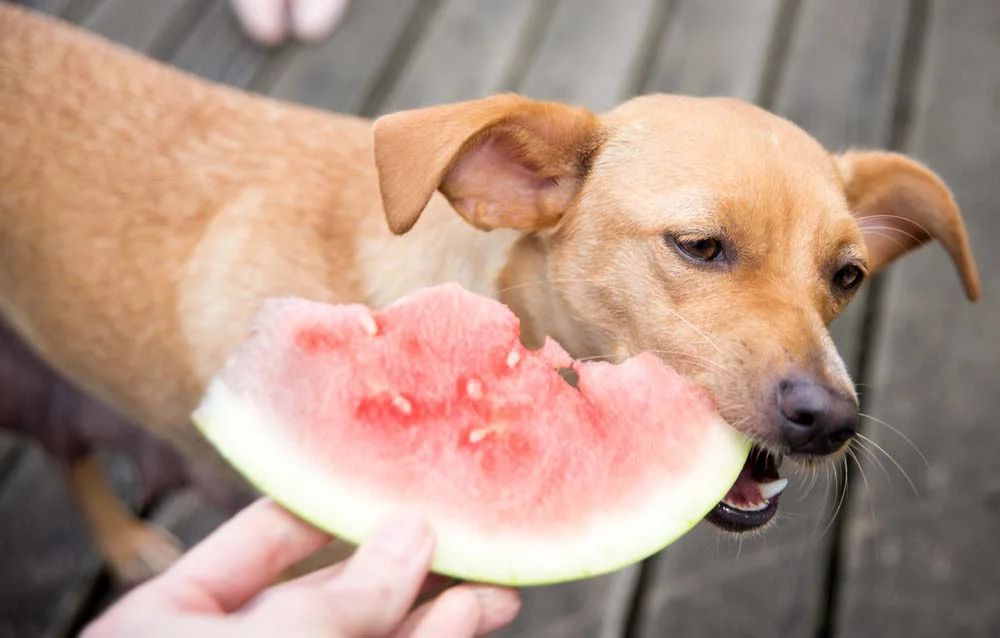 Cachorro pode comer frutas como a melancia, que além de refrescante é super nutritiva
