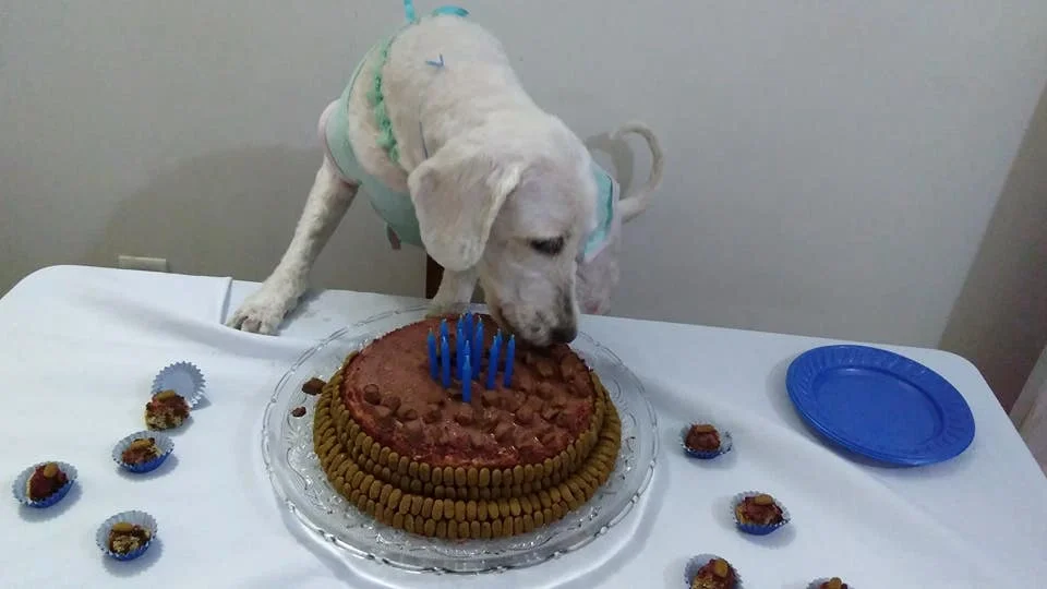 A Bel claramente AMOU o bolo de aniversário que deram para ela