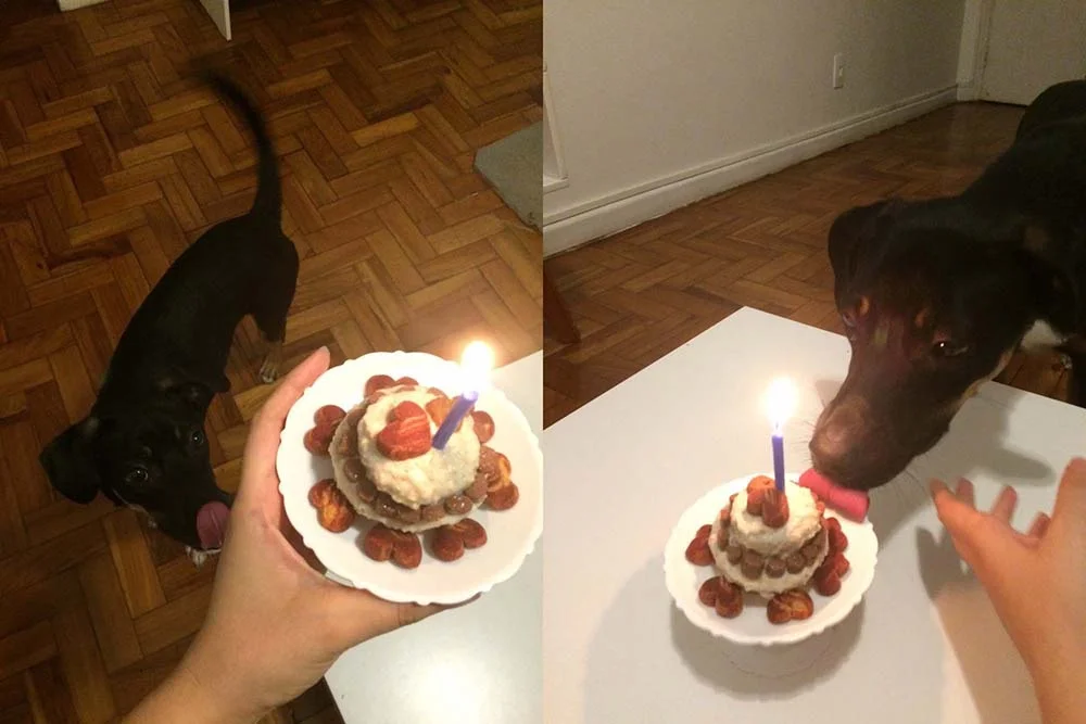 Alguém tem dúvidas de que o Bartô ficou muito feliz com o bolinho de aniversário dele?