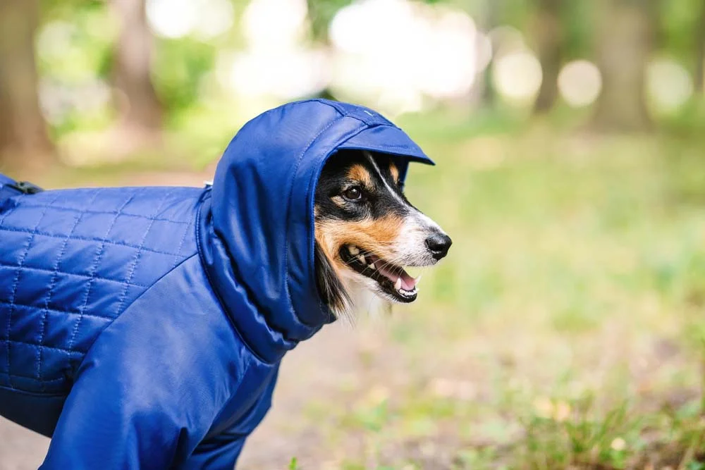 A capa de chuva para cães precisa ter um material impermeável