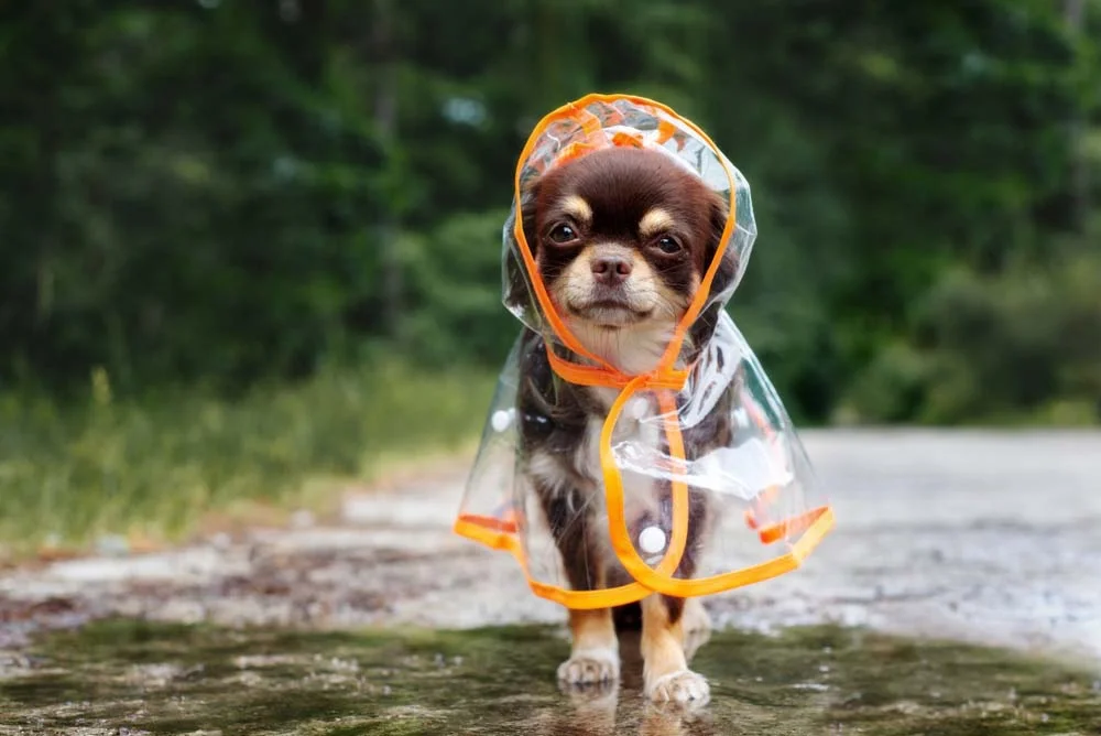 Capa de chuva para cachorro de PVC é um modelo clássico e fácil de encontrar