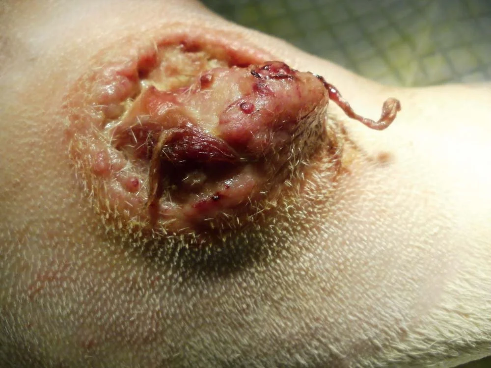 Mastocitoma em cães: num estágio avançado, é assim que o tumor se parece