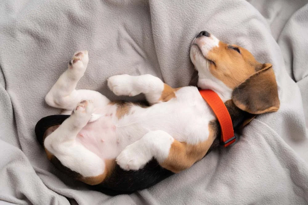 Beagle dormindo com barriga para cima