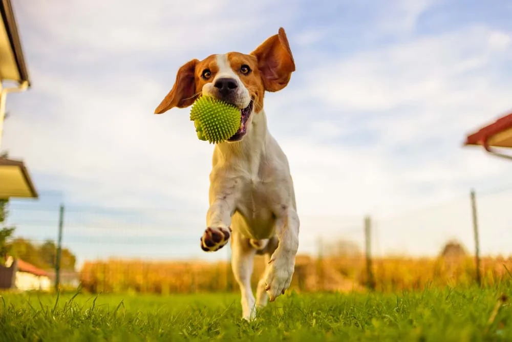 Beagle correndo com bola de tênis na boca