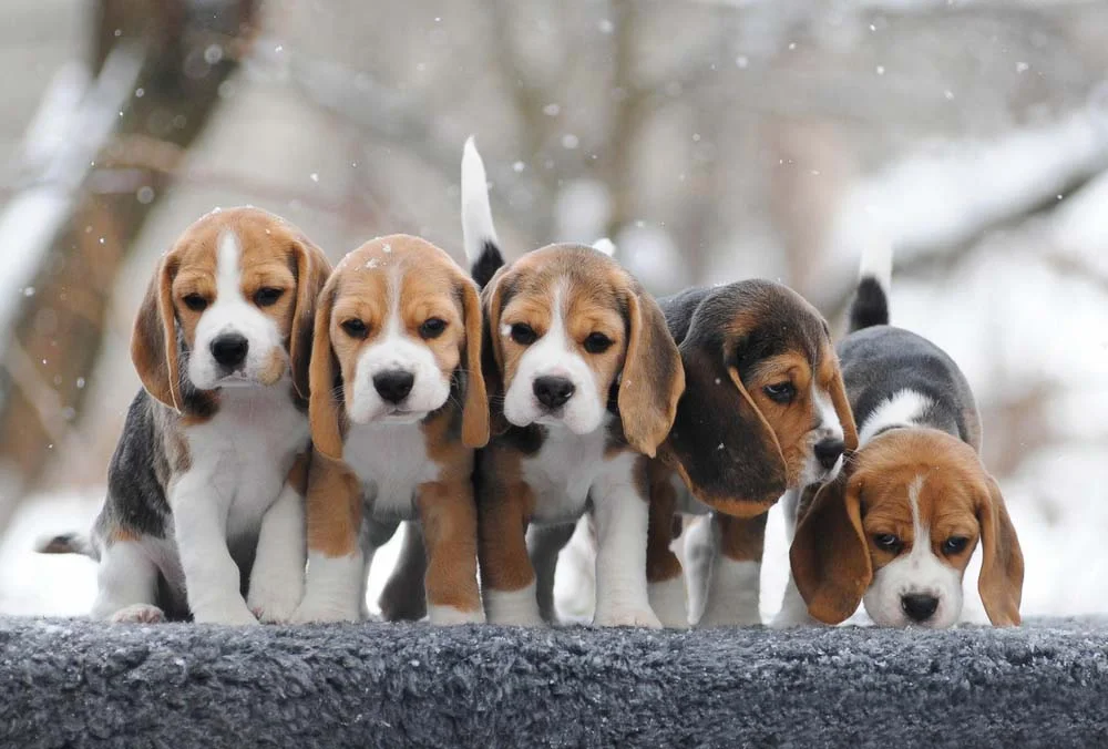 Vários Beagles juntos