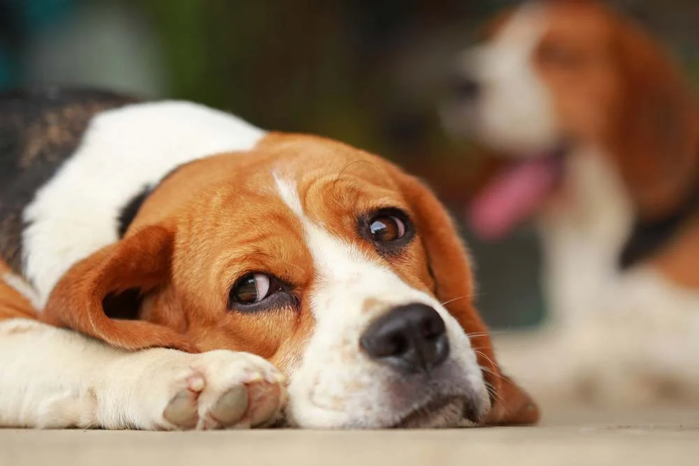 Beagle deitado com cara triste