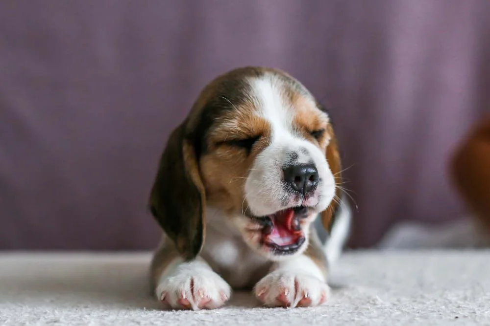 Beagle filhote bocejando