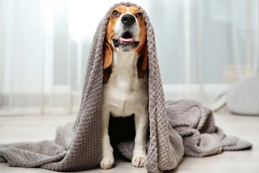 Beagle embaixo de toalha