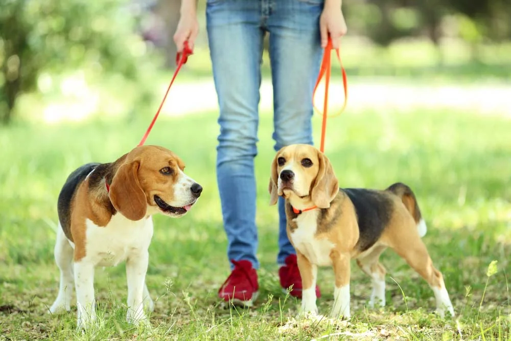 Dois Beagles passeando com coleira