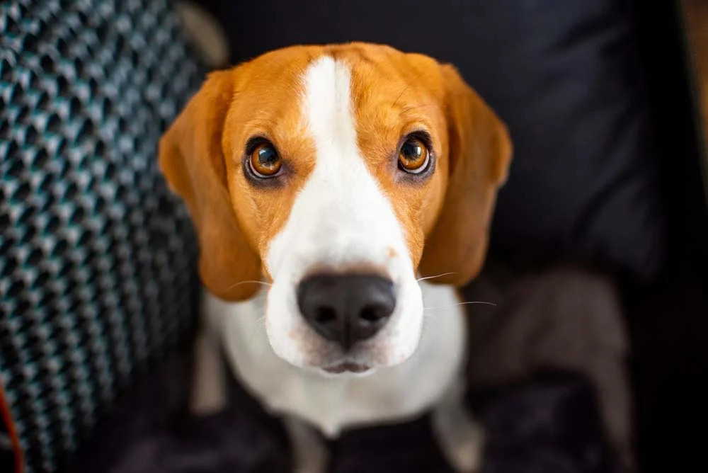 Beagle olhando para câmera
