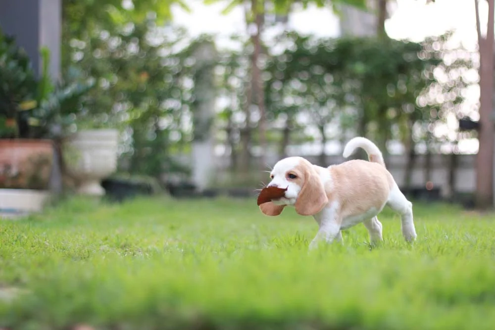Beagle segurando folha seca com a boca