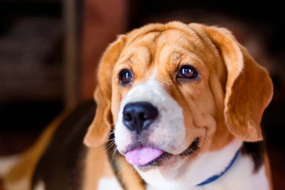 Beagle com língua de fora
