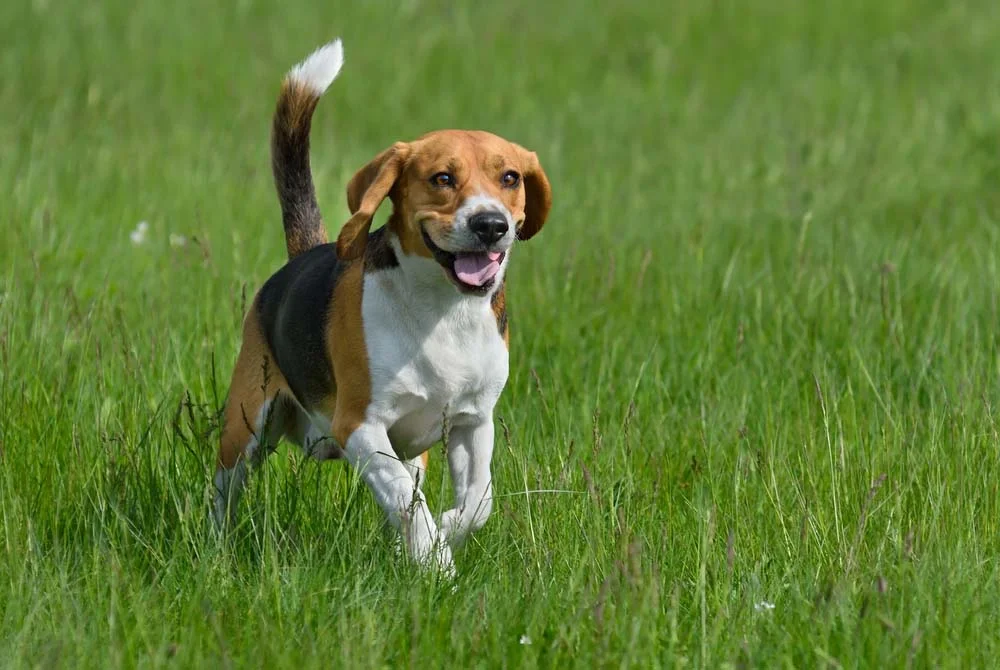 Beagle passaendo em gramado