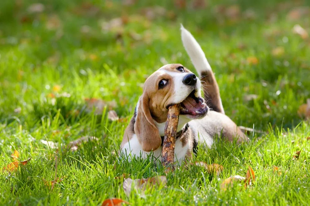 Beagle mordendo graveto feliz