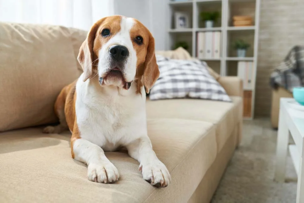 Beagle em cima de sofá